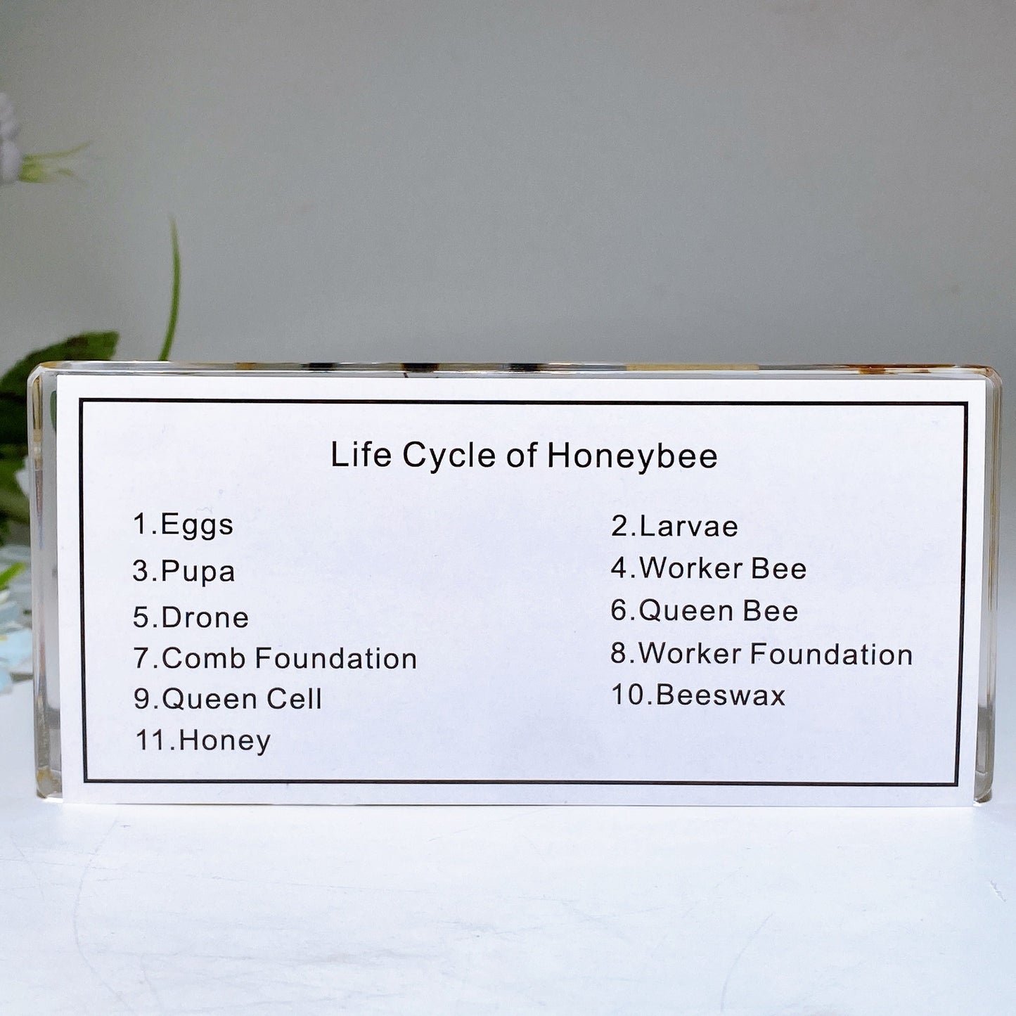 Resin Life Cycle of Honeybee Free Form Crystal Healing Bulk Wholesale