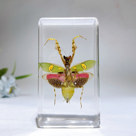 Resin Mantis Free Form Crystal Healing Bulk Wholesale