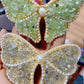 Natural Crystal Chips Butterfly Hairpin Crystal Healing Bulk Wholesale