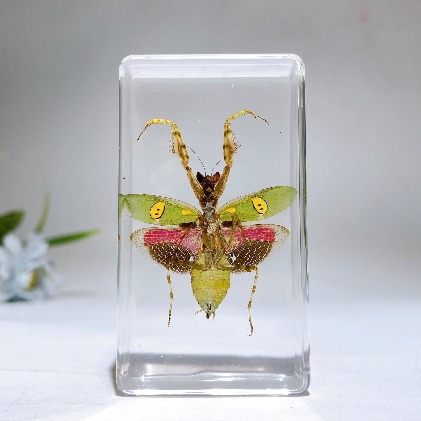 Resin Mantis Free Form Crystal Healing Bulk Wholesale