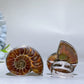 Adjustable Ammonite Ring Crystal Healing Bulk Wholesale