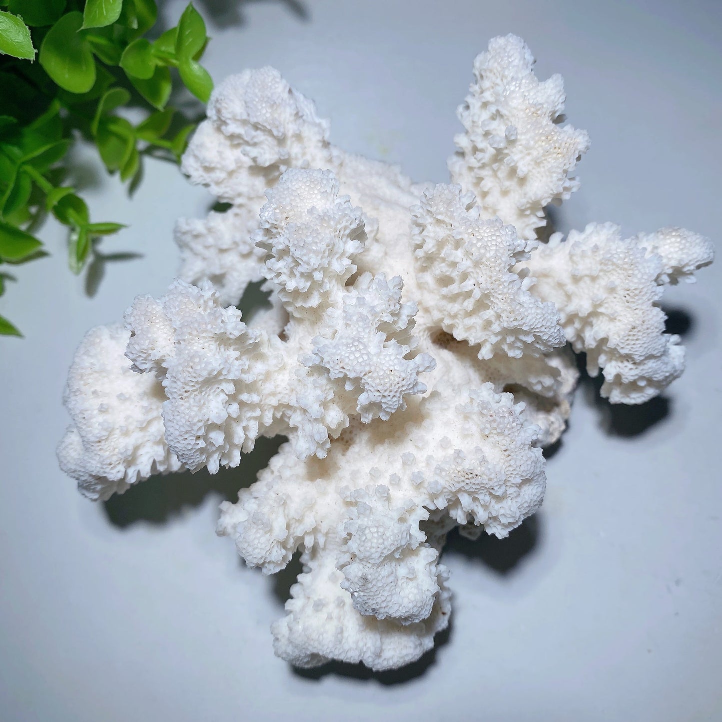 White Coral Stone Specimen Bulk Wholesale