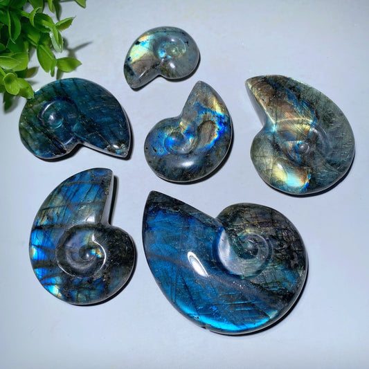 1.5"-3.0" Labradorite Shell Carvings Bulk Wholesale