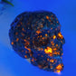 3.5" UV Reactive Yooperlite Skull Carving Crystal Healing Bulk Wholesale