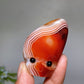 1.4"-2.0" Sardonyx Groot Head Crystal Healing Bulk Wholesale