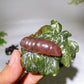 2.7" Crystal Silkworm on Serpentine Leaf Carving Crystal Healing Bulk Wholesale