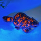 3.0" Natural Crystal Beaver Carving Crystal Healing Bulk Wholesale